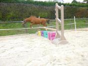 Ruin Welsh Pony (Section D), Welsh Cob  Te koop 2010 Vos ,  FAIRLEY KESTREL