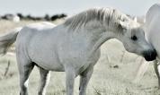 Stallion Connemara For sale 1996 Grey