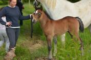 Filly Connemara For sale 2015 Grey