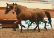 ZZ TOP - KWPN Nederlands sportpaard 2004 ,  Glock's Tango