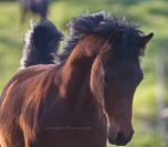 Stallion Arabian For sale 2016 Bay