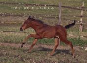 Stallion Arabian For sale 2016 Bay