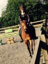 Gelding New Forest For sale 2004 Bay