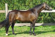 Stallion French Saddle Pony For sale 1999 Buckskin
