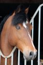 Ugo des Clas - French Saddle Pony 2008 by MACHNO CARWYN