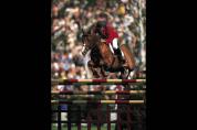 Tinka's Boy - KWPN Cavallo da Sport Neerlandese 1989 ,  ZUIDPOOL