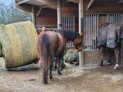 Maison de retraite chevaux/poneys- Earl de Roncherolles