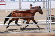 Broodmare New Forest For sale 2003 Bay