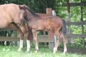 Dekhengst Belgisch sportpaard Te koop 2023 Donker bruin / bai ,  Dollar du Rouet