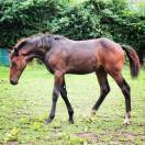 Stallion sBs Belgian Warmblood For sale 2023 Bay