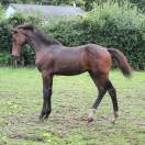 Stallion sBs Belgian Warmblood For sale 2023 Bay