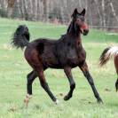 Dekhengst Belgisch sportpaard Te koop 2023 Donker bruin / bai ,  Dollar du Rouet