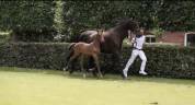 Dekhengst KWPN Nederlands sportpaard Te koop 2023 Donker bruin / bai ,  Opium jw van de moerhoeve
