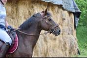 Entire French Saddle Pony For sale 2012 Liver chestnut