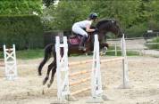 Entire French Saddle Pony For sale 2012 Liver chestnut