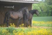 Filly PRE Pure Spanish Bred For sale 2022 Black