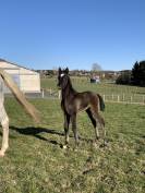 Filly Arabian Thoroughbred For sale 2022 Grey