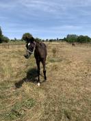 Filly Arabian Thoroughbred For sale 2022 Grey