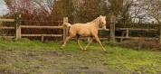 Veulen (ml) Belgisch sportpaard Te koop 2022 Palomino ,  Ugario des dieux
