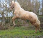 Veulen (ml) Belgisch sportpaard Te koop 2022 Palomino ,  Ugario des dieux
