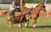 MEADOWBROOK CART, voiture 2 roues, loisir & concours