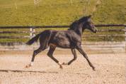Filly Lusitano For sale 2022 Black