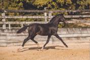 Filly Lusitano For sale 2022 Black