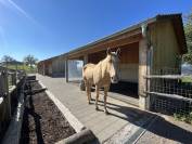 Paarden boerderij Koop Vaud