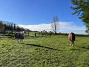 Paarden boerderij Koop Fribourg