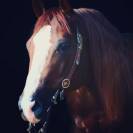 Stallone Quarter Horse In vendita 2011 Sauro ,  Wimpys little Step