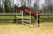 Cavalla KWPN Cavallo da Sport Neerlandese In vendita 2017 Baio