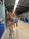 Gelding French Saddle Pony For sale 2011 Chesnut