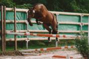 Najisco d'haryns  - French Saddle Pony 2001 by LINARO SL