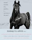 KHARISH ADHEM AZRAFF - Arabian 2010 by ZARAQ EL AMIR BWA