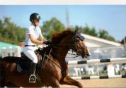 Écurie compétition - Élevage chevaux/poneys de sport 