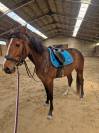 Merrie Belgisch sportpaard Te koop 2020 Donker bruin / bai ,  Jasco du Bourbecq