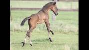 Filly Lusitano For sale 2023 Liver chestnut