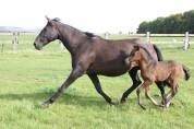 Filly Lusitano For sale 2023 Liver chestnut