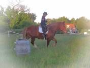 Gelding English Thoroughbred For sale 2019 Bay