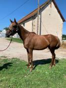 Filly Anglo-Arabe de Complément For sale 2020 Chesnut