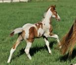 Haras des Sylves - Elevage de chevaux ibériques / sport