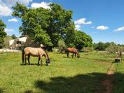 Pension chevaux / poney - Ecurie du domaine d'arnaga (83)