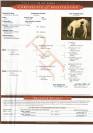 SUBERPE POULICHE PAINT HORSE ORIGINE REINING