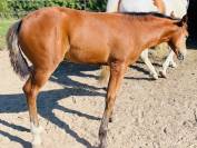 SUBERPE POULICHE PAINT HORSE ORIGINE REINING