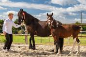 Veulen (ml) Andere paarden rassen Te koop 2023 Bont ,  Charismatic Morinda Z