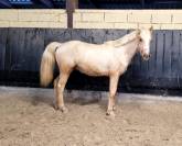 Puledro PFS Pony Francese da Sella In vendita 2022 Palomino ,  Vertigo de Châtelain