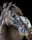 Veulen (ml) Andere pony rassen Te koop 2014 Appaloosa