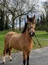 Gelding Other Pony Breed For sale 2019 Buckskin