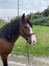 Castrone Altre Razze di Pony In vendita 2018 Baio