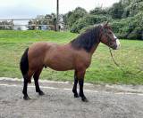 Gelding Other Pony Breed For sale 2018 Bay